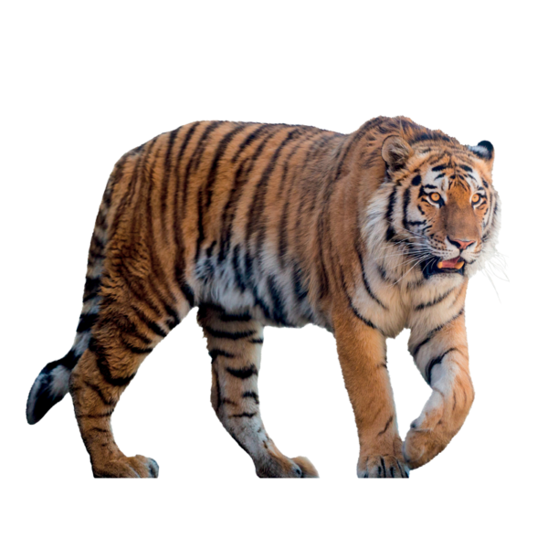 Silhouette tigre